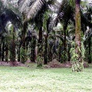 Op weg naar Bukit Lawang: plantages palmolie-bomen    