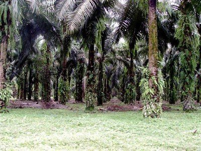 Op weg naar Bukit Lawang: plantages palmolie-bomen