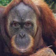 Abdul (foto Jo Curtis) http://www.orangutans-sos.org/picgallery/index.html