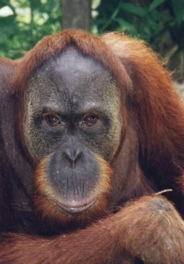 Abdul (foto Jo Curtis) http://www.orangutans-sos.org/picgallery/index.html