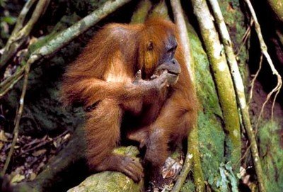 "Dit is Abdul", zegt onze gids, "ik herken hem". (foto Jo Curtis) http://www.orangutans-sos.org/picgallery/index.html