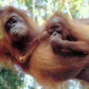 Telkens komt ergens een arm of een grijpvoet van Pesek vandaan om de baby terug te halen of op het laatste moment tegen te houden   foto: © Peter Jaeggi, Anne-Marie Pluess, Boock, Schmid http://www.sumatranorangutan.org/site_mawas/UK/GALLERIES/pag/SOCP/SO