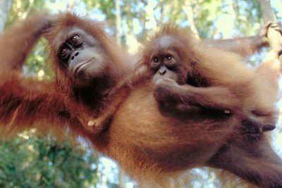 Telkens komt ergens een arm of een grijpvoet van Pesek vandaan om de baby terug te halen of op het laatste moment tegen te houden   foto: © Peter Jaeggi, Anne-Marie Pluess, Boock, Schmid http://www.sumatranorangutan.org/site_mawas/UK/GALLERIES/pag/SOCP/SO