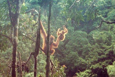foto: © Peter Jaeggi, Anne-Marie Pluess, Boock, Schmid http://www.sumatranorangutan.org/site_mawas/UK/GALLERIES/pag/SOCP/SOCP_1.htm