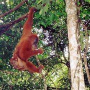 Even later voegt Pesek zich bij ons met haar baby. Ook zij eist een banaan    