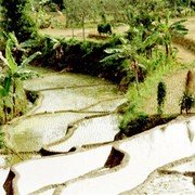 Op deze en volgende foto's enkele sawah-taferelen langs de weg van Sarangan naar Malang.