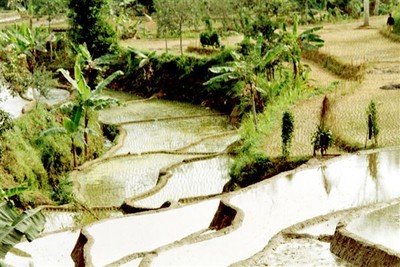 Op deze en volgende foto's enkele sawah-taferelen langs de weg van Sarangan naar Malang.    