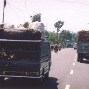 Als we de dieren passeren zien we dat hun neusringen zijn vastgemaakt aan de wagen, meer dan een paar centimeter bewegingsruimte hebben ze niet. Ze kijken strak voor zich uit, staande in de zon, gelukkig wel in de wind.