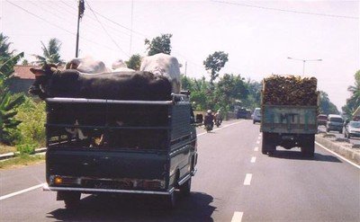 Als we de dieren passeren zien we dat hun neusringen zijn vastgemaakt aan de wagen, meer dan een paar centimeter bewegingsruimte hebben ze niet. Ze kijken strak voor zich uit, staande in de zon, gelukkig wel in de wind.    