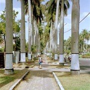 Aan beide zijden een breed betegeld voetpad dat tussen twee rijen reusachtige palmbomen loopt. Bomen langs de weg worden in Indonesie onderaan wit geschilderd zodat ze voor het verkeer 's nachts beter te zien zijn. Overdag maakt het de indruk alsof ze witte sokken aan hebben.