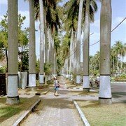 Aan beide zijden een breed betegeld voetpad dat tussen twee rijen reusachtige palmbomen loopt. Bomen langs de weg worden in Indonesie onderaan wit geschilderd zodat ze voor het verkeer 's nachts beter te zien zijn. Overdag maakt het de indruk alsof ze witte sokken aan hebben.