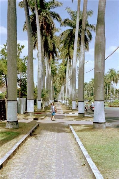 Aan beide zijden een breed betegeld voetpad dat tussen twee rijen reusachtige palmbomen loopt. Bomen langs de weg worden in Indonesie onderaan wit geschilderd zodat ze voor het verkeer 's nachts beter te zien zijn. Overdag maakt het de indruk alsof ze witte sokken aan hebben.