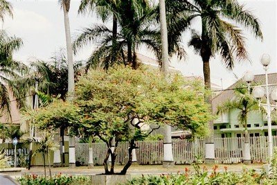 Ijen boulevard. Even dachten we dat dit een bloeiende flamboyant was. Maar het is een andere boom.    