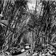 Een oude foto van één van de mooiste plekjes van Kebun Raya. In een klein bamboebos ligt een veertigtal witmarmeren graven uit de eerste helft van de 19e eeuw.    