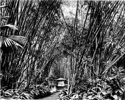 Een oude foto van één van de mooiste plekjes van Kebun Raya. In een klein bamboebos ligt een veertigtal witmarmeren graven uit de eerste helft van de 19e eeuw.    