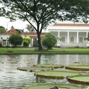 Het presidentieel paleis, waarvan de vijver aansluit op de Plantentuin De bladeren van de reuzenwaterlelies lijken ronde groene dienbladen. (foto's Theo Bakkenes)    