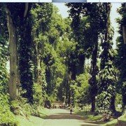 Naarmate de bomen groeiden is de laan optisch smaller geworden. Het is nu een geasfalteerd paadje, tussen de hoge stammen.
