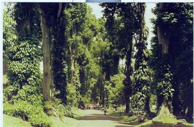 Naarmate de bomen groeiden is de laan optisch smaller geworden. Het is nu een geasfalteerd paadje, tussen de hoge stammen.    