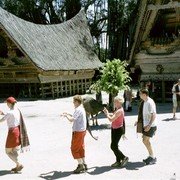 Erg moeilijk ziet het Batak-dansen er niet uit, maar als aan het slot een paar toeristen uit de groep worden geplukt om mee te dansen (ik weiger dit met overgave), zien we in hun halfhartige imitaties het verschil    