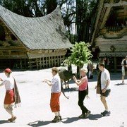 Erg moeilijk ziet het Batak-dansen er niet uit, maar als aan het slot een paar toeristen uit de groep worden geplukt om mee te dansen (ik weiger dit met overgave), zien we in hun halfhartige imitaties het verschil