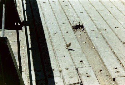 Sumatraanse mus op de veerboot naar Samosir.