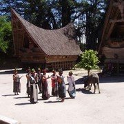 Dansvoorstelling bij het dorpje Simanindo. Op een pleintje, omringd door traditionele Batakhuzen, danst een tiental Batakkers een aantal taferelen rond het symbolisch offeren van een koe.