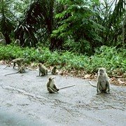 Apen op de weg van de 44 bochten    