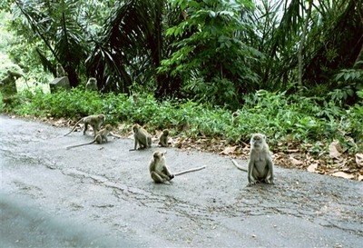 Apen op de weg van de 44 bochten    